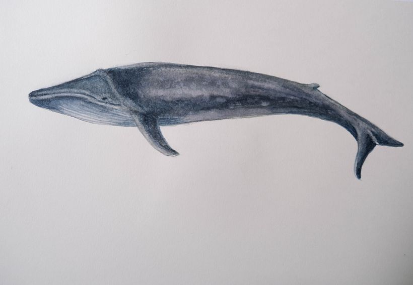 My project for course: Naturalist Illustration Techniques: Whales in Watercolor 3