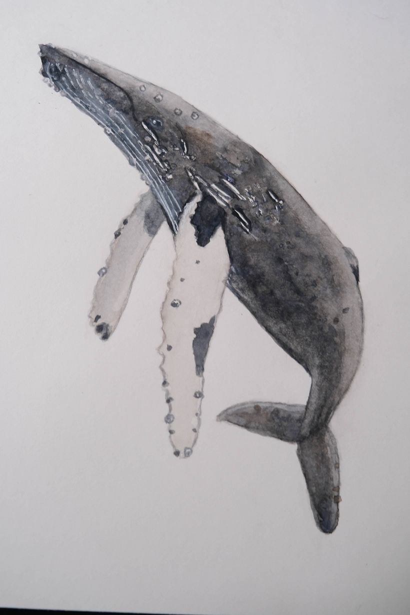 My project for course: Naturalist Illustration Techniques: Whales in Watercolor 4