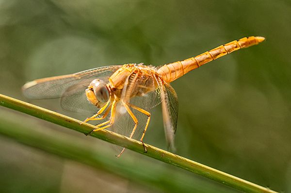 Macro Photography - Bugs 9