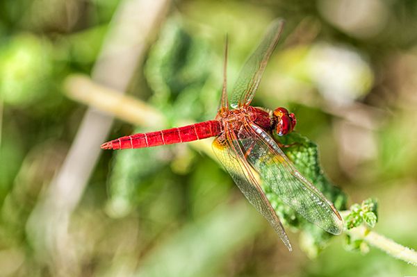 Macro Photography - Bugs 12
