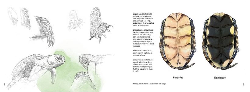 Muestra de páginas interiores. Cuaderno Naturalista. Proyecto Integrado EASD de Castelló. Laura Franch