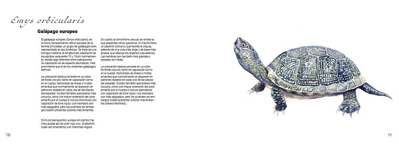 Muestra de páginas interiores. Cuaderno Naturalista. Proyecto Integrado EASD de Castelló. Laura Franch. Emys orbicularis.