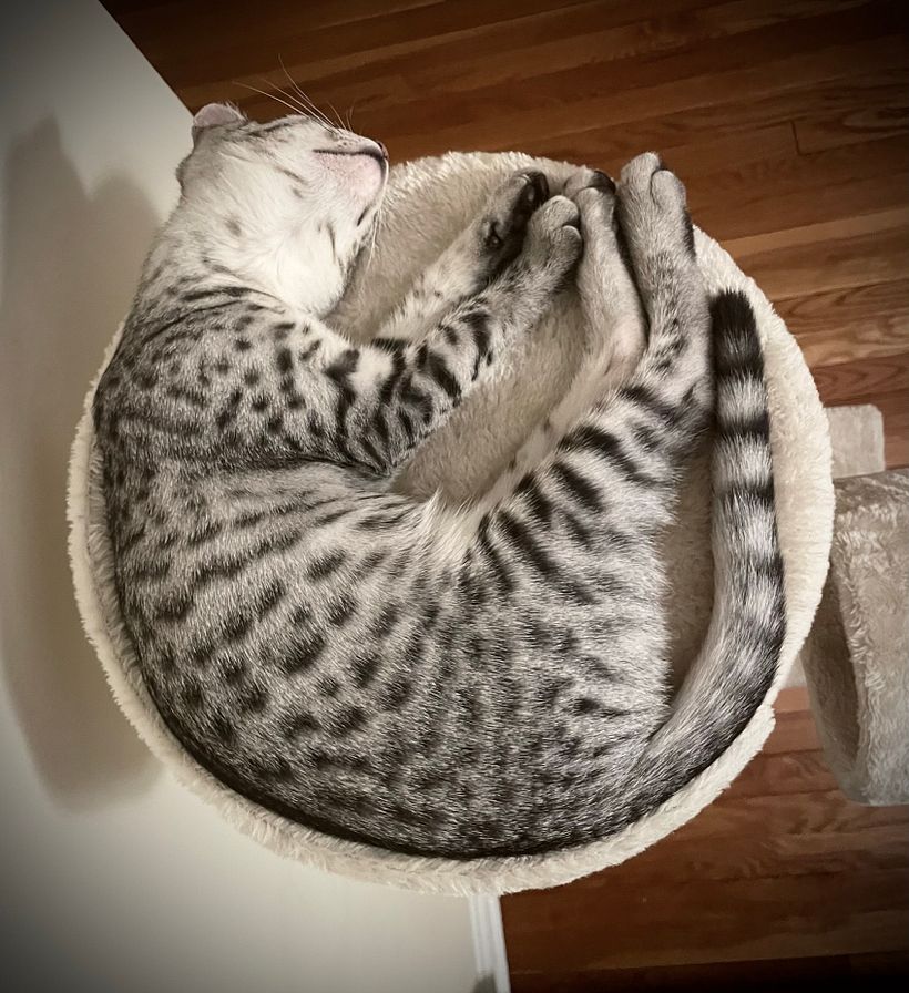 @pinky_egyptian_cat 4