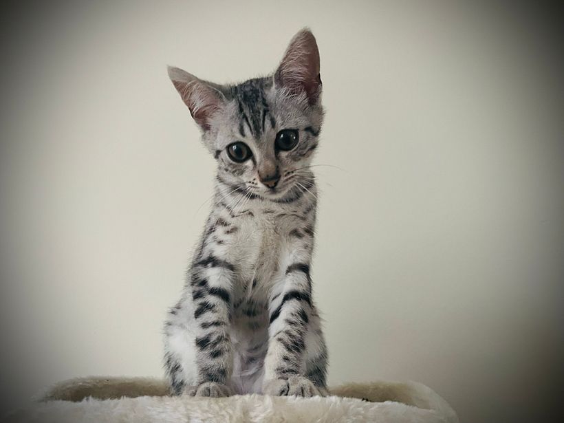 @pinky_egyptian_cat 3