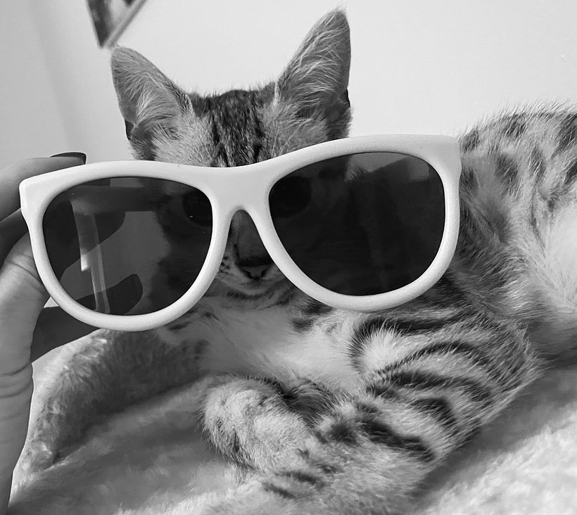 @pinky_egyptian_cat 4