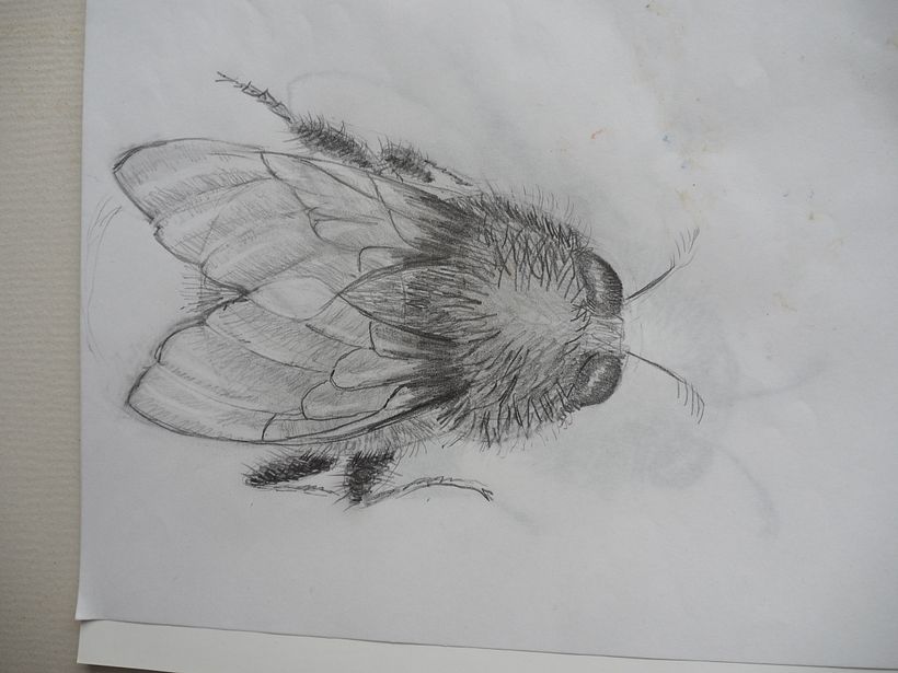 My drawing from a bumblebee I found in the garden