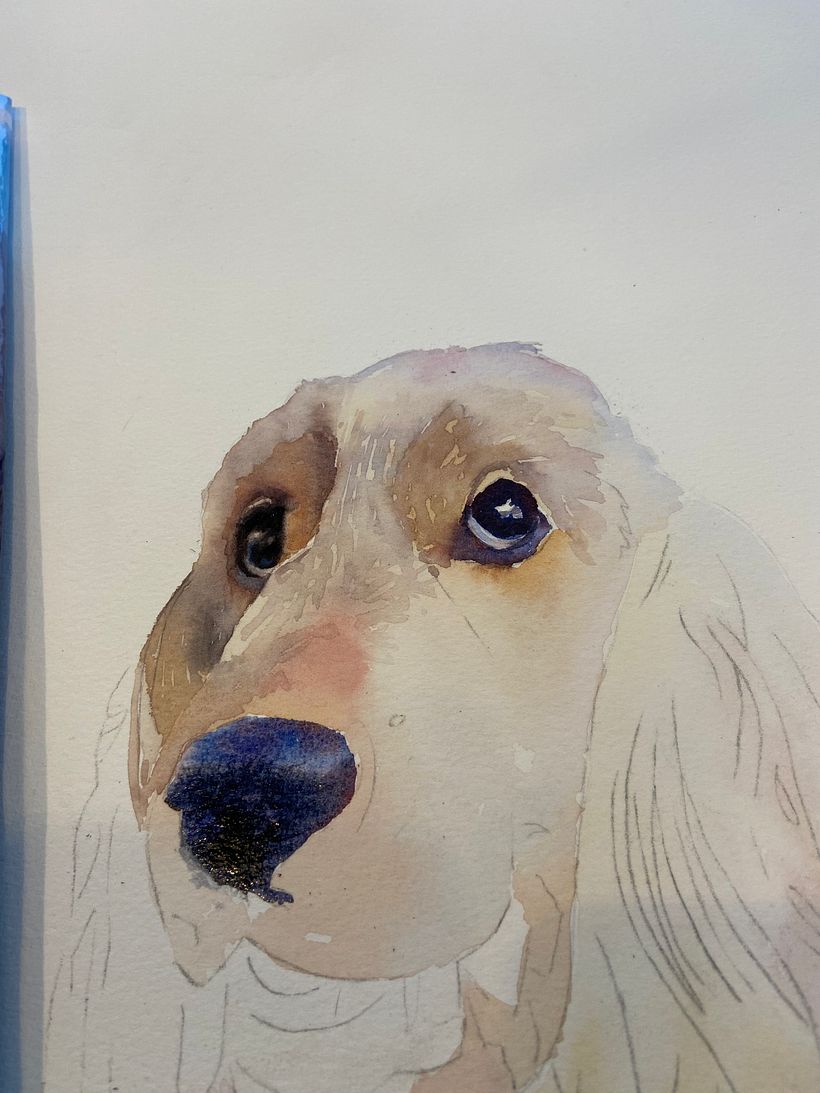 Second eye complete. Note the blues often seen in the nose of dogs 
