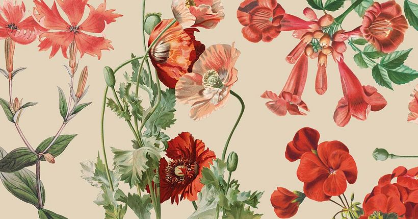 Download hundreds of free vintage illustration packs.