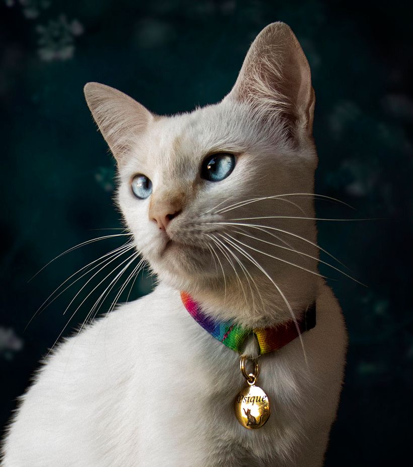 Meu projeto do curso: Introdução à fotografia de cachorros  1