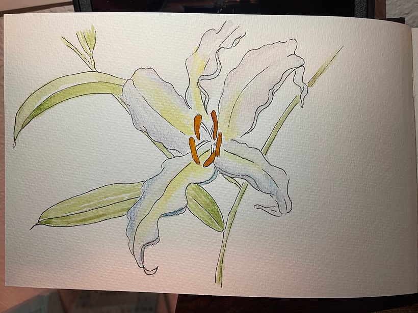 My project for course: Botanical Sketchbooking: A Meditative Approach 1