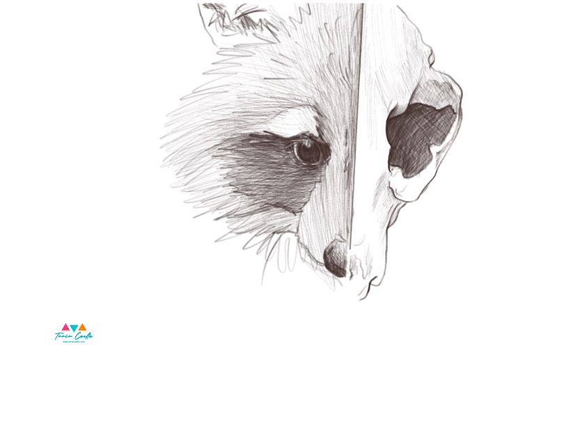 Boceto Mapache Cráneo