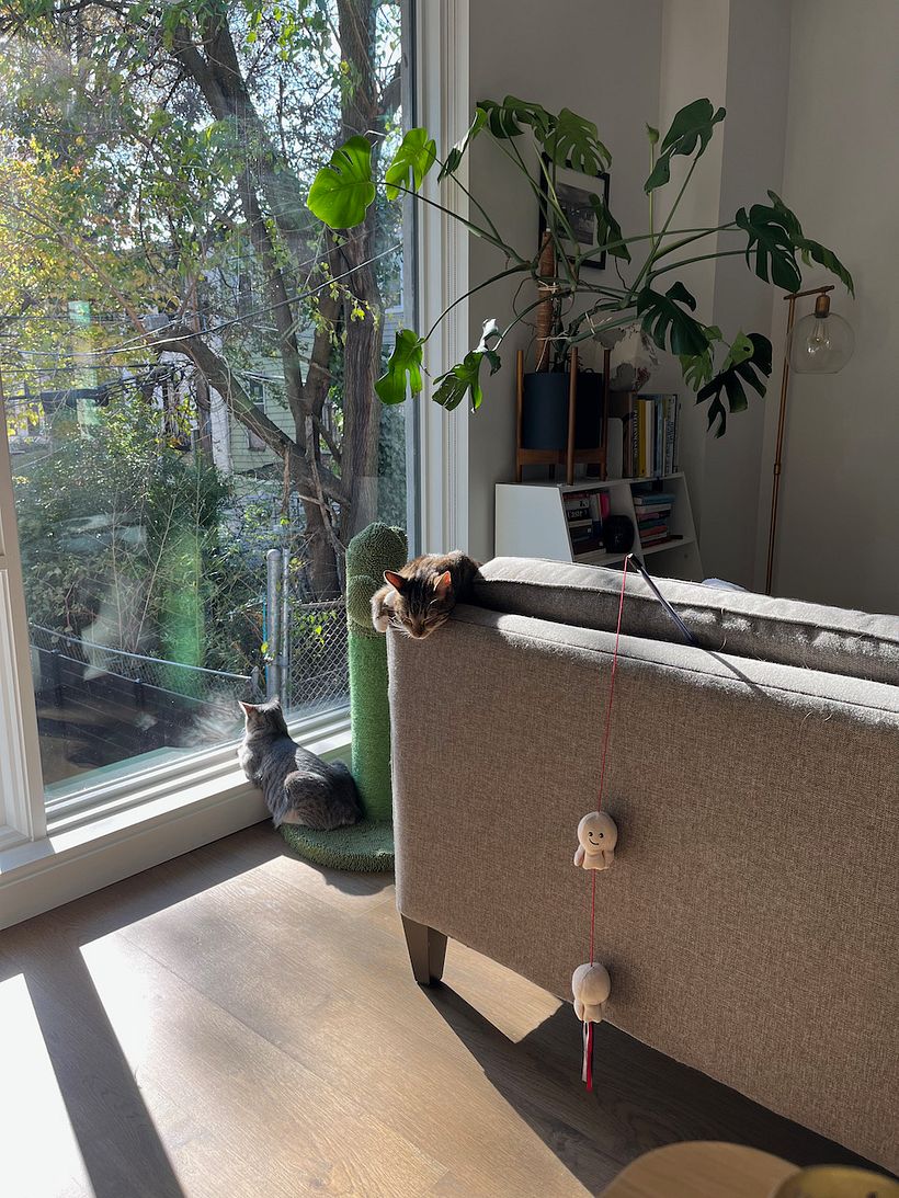 My cats helping with the process