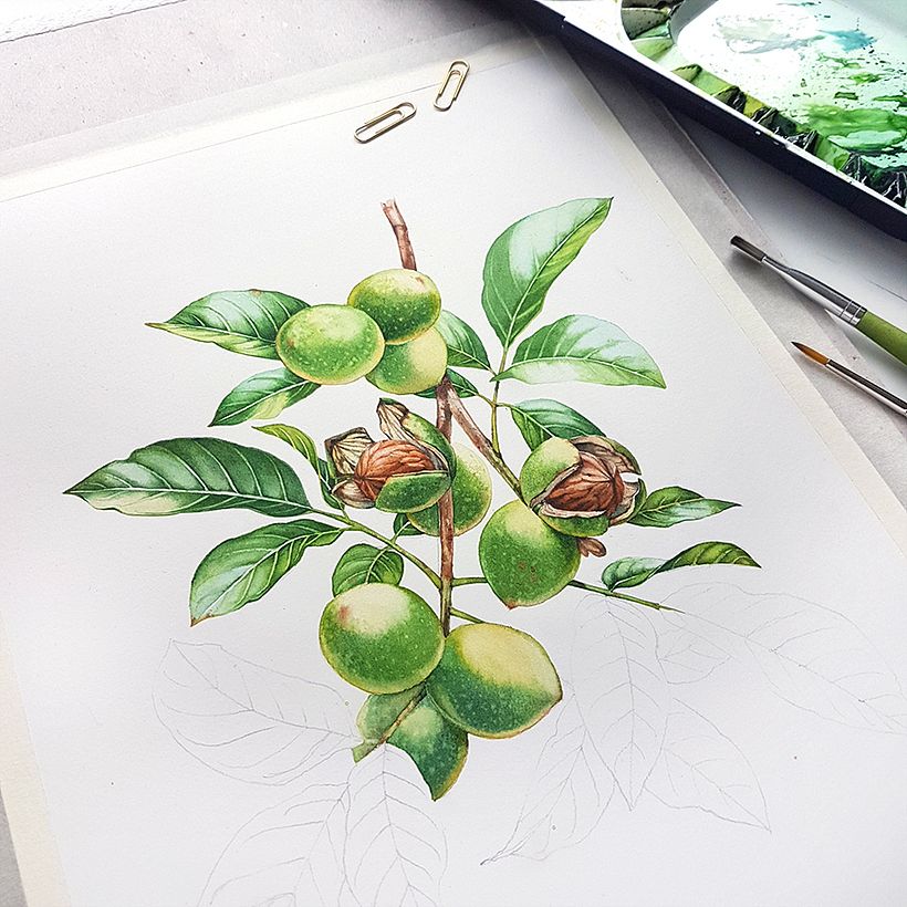 Watercolor Walnut and Fir for Liquor Labels 4