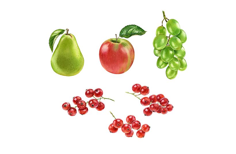 Mozell Rips - watercolor botanical illustrations for packaging 9