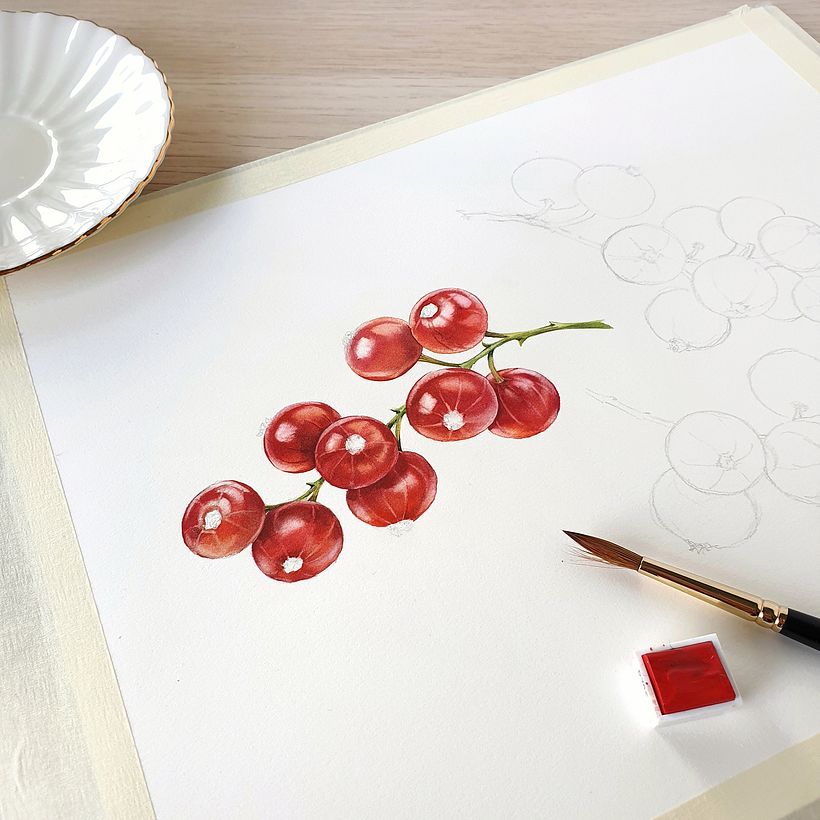 Mozell Rips - watercolor botanical illustrations for packaging 5