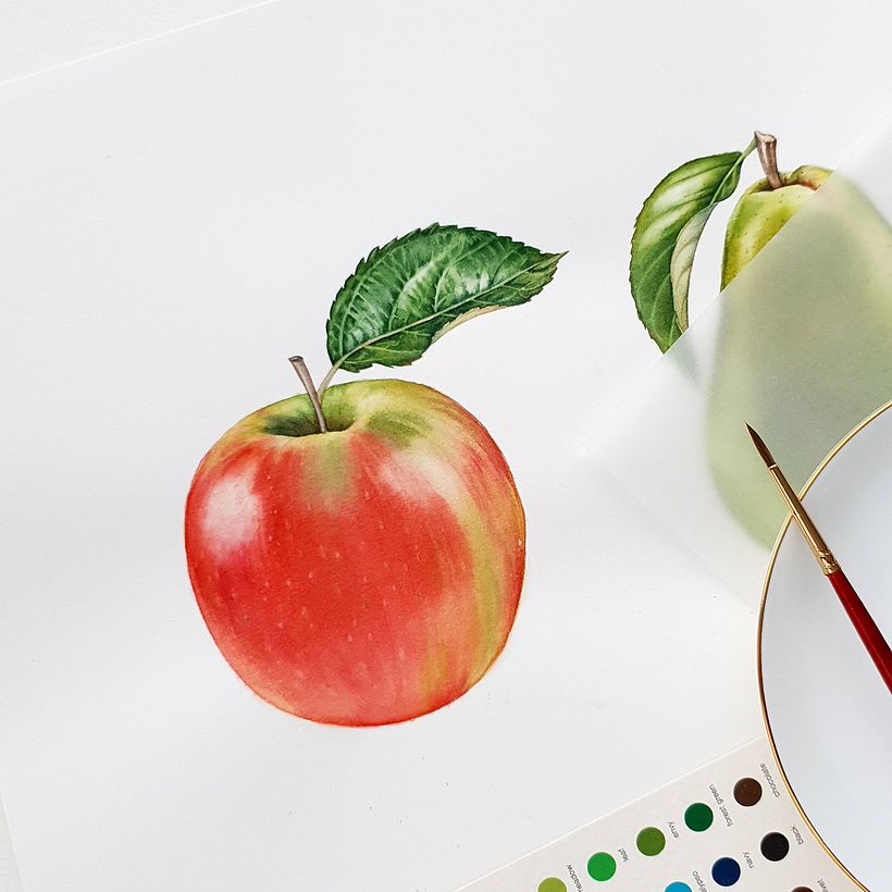 Mozell Rips - watercolor botanical illustrations for packaging 7