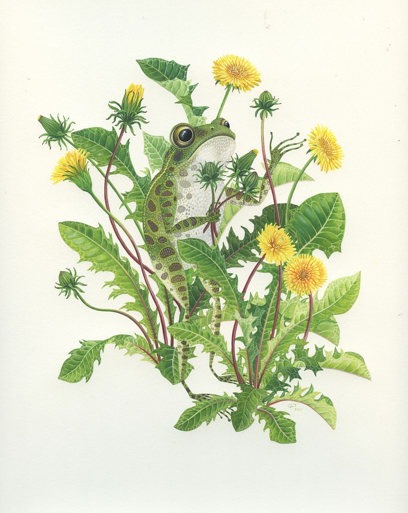 Dandelion Picker