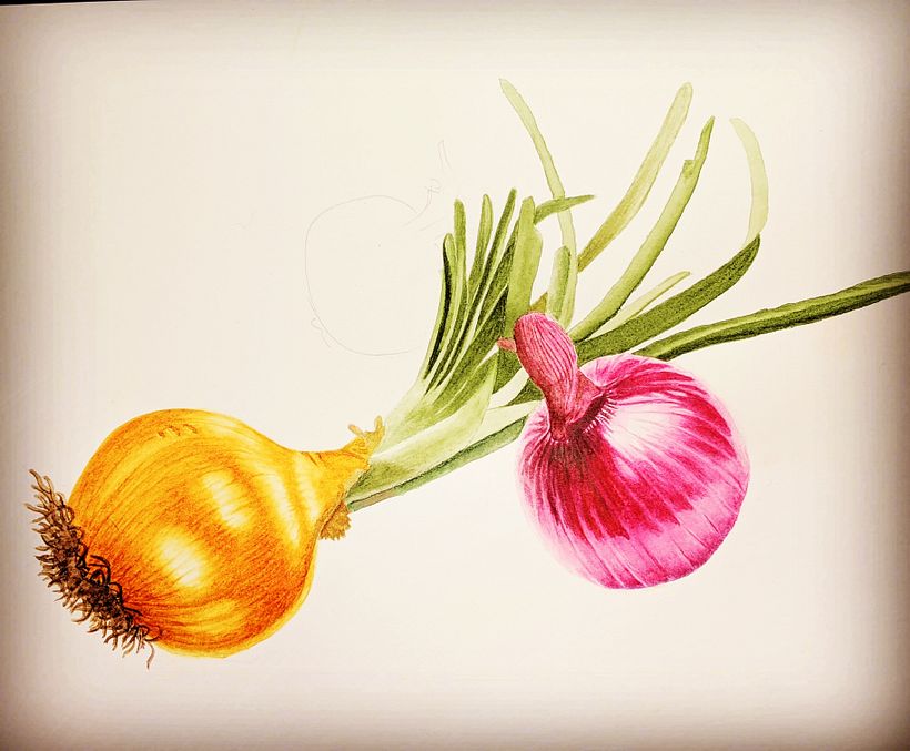 botanical watercolor : onions 1
