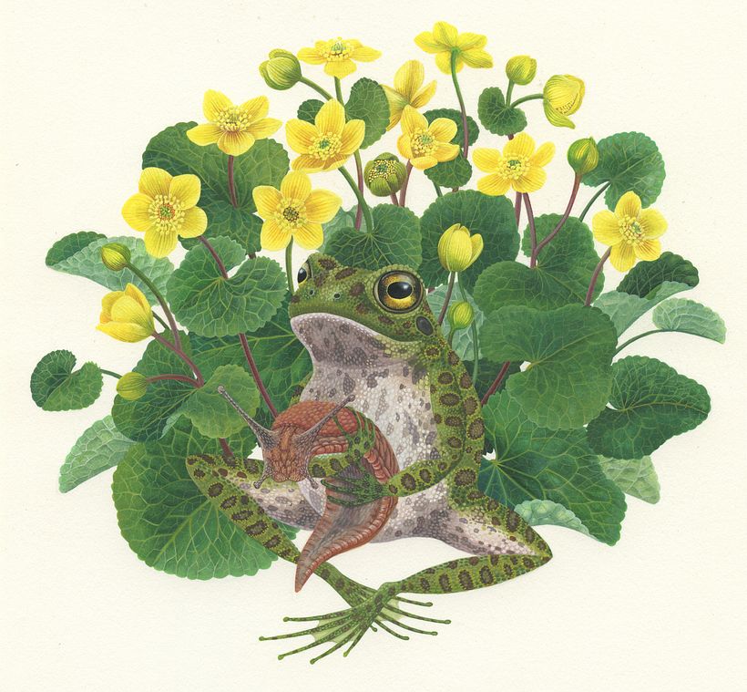 Marsh Marigold Frog and Slug 