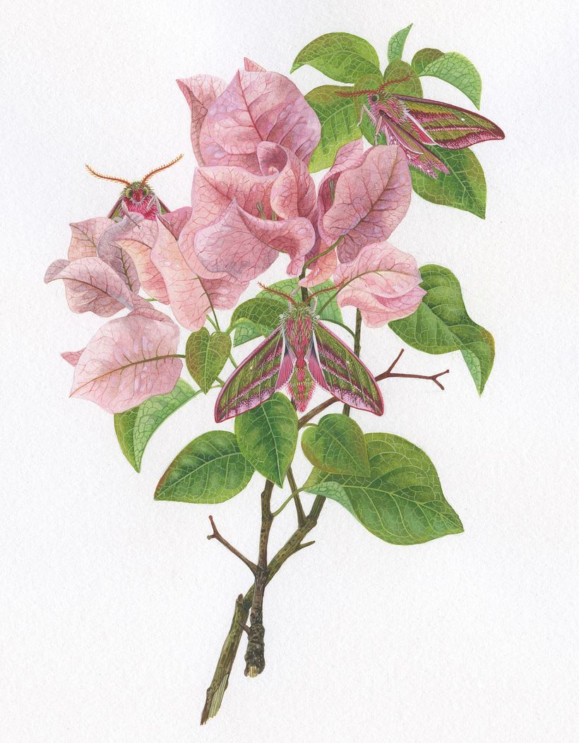 Bougainvillea & Hawk Moth