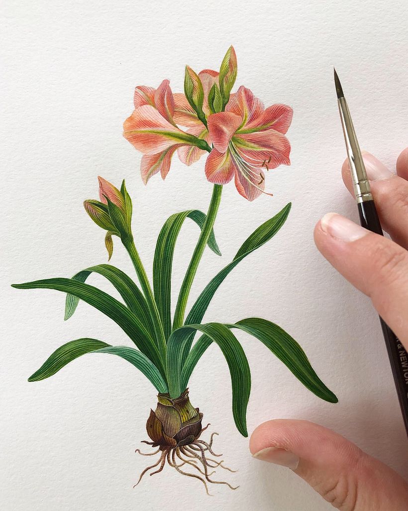 Amaryllis 