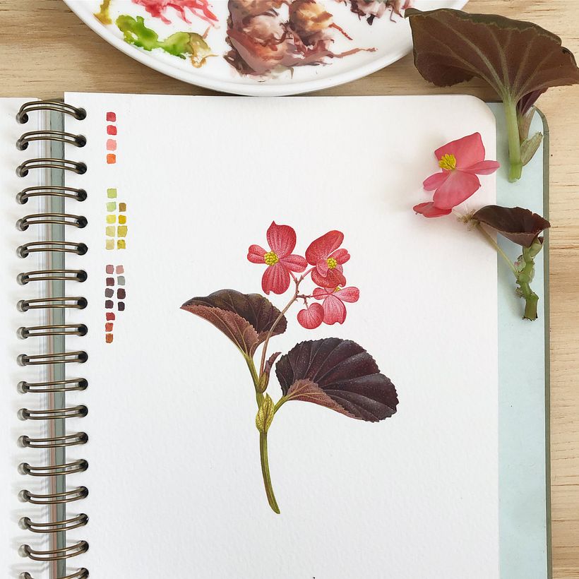 Wax Begonia 