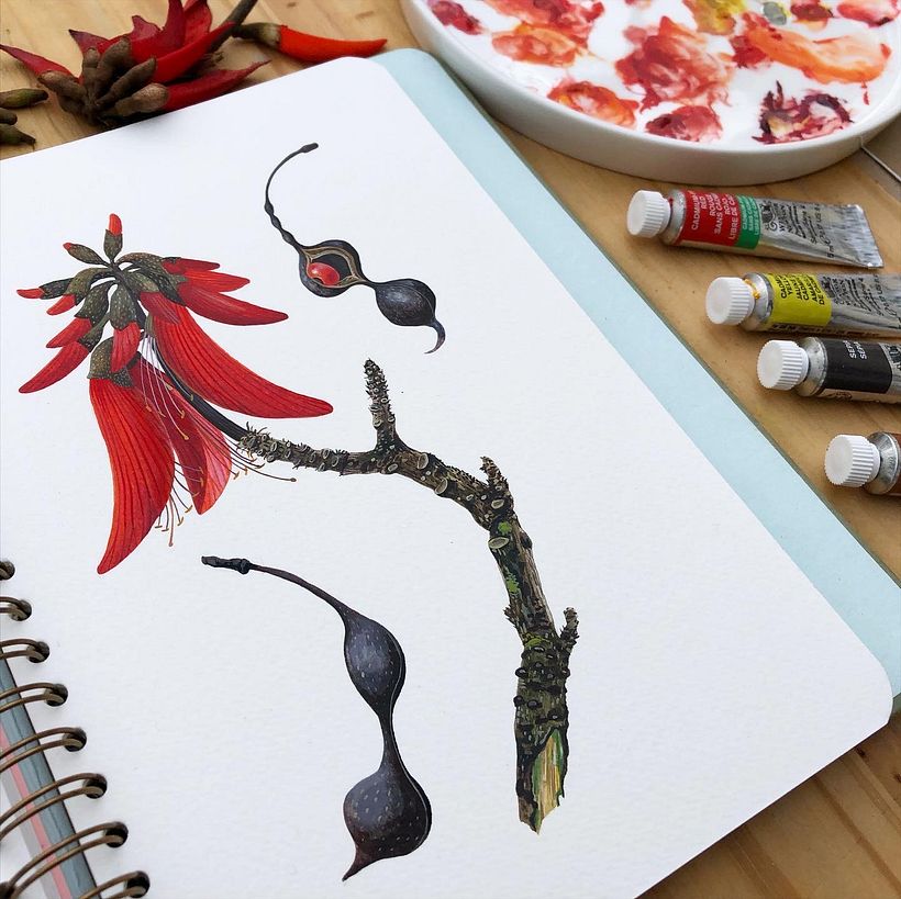 Coral Tree 