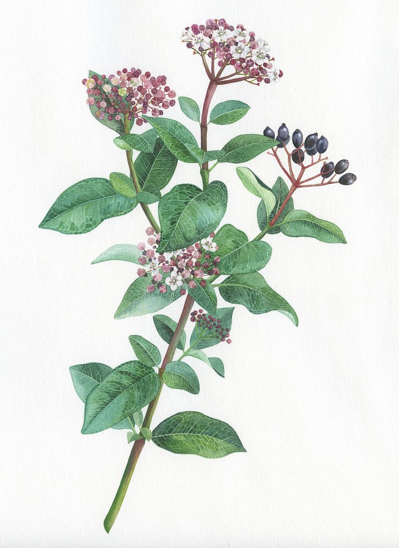 Viburnum tinus  2