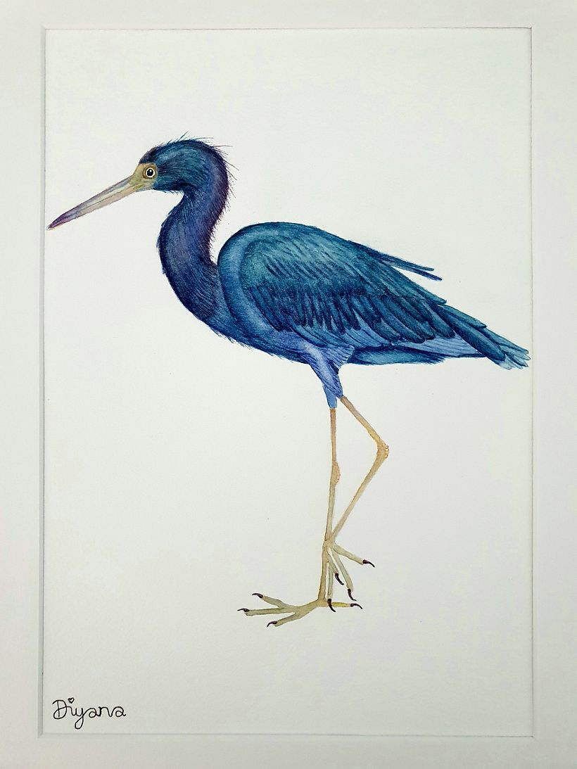 My project for course: Naturalist Bird Illustration with Watercolors 2