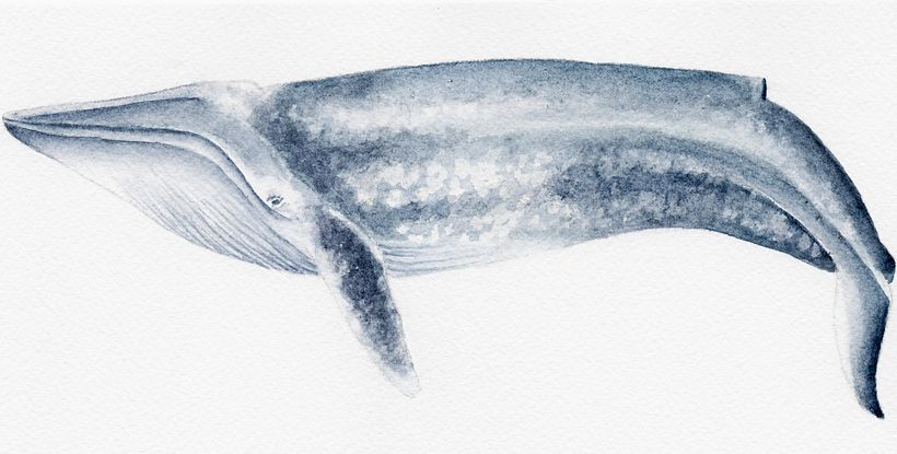 Ballena Azul