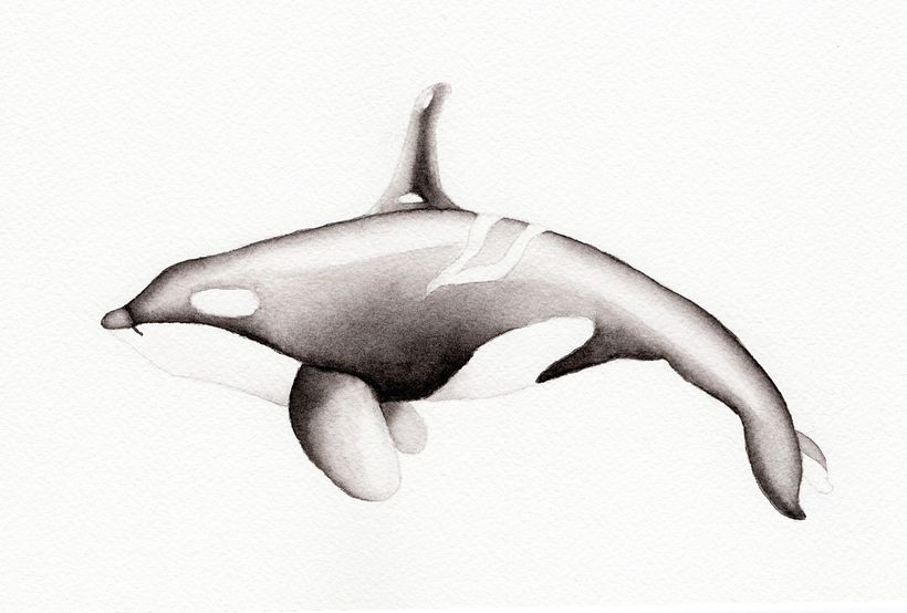 Ballena Orca