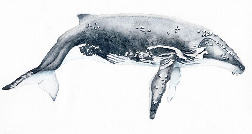Ballena Jorobada
