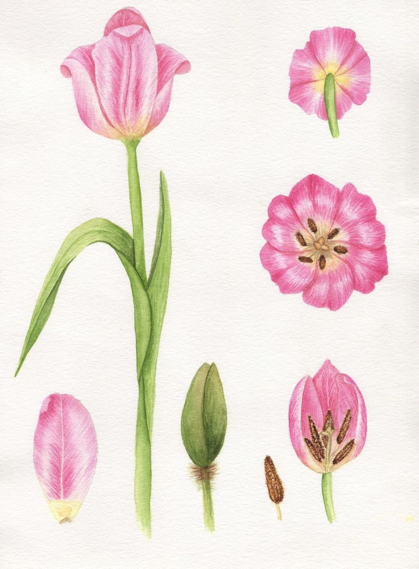 U4: COMPOSICION BOTANICA