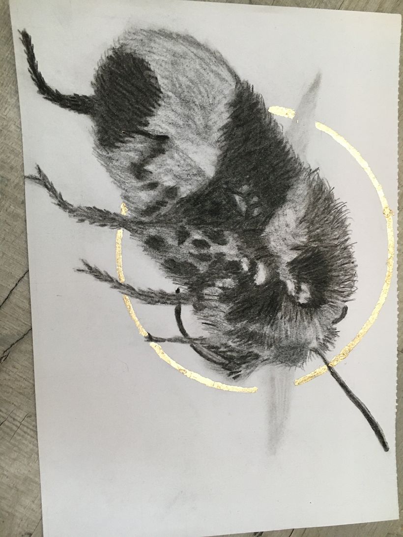 My project for course: Illustrating the Natural World with Watercolor and Charcoal 1