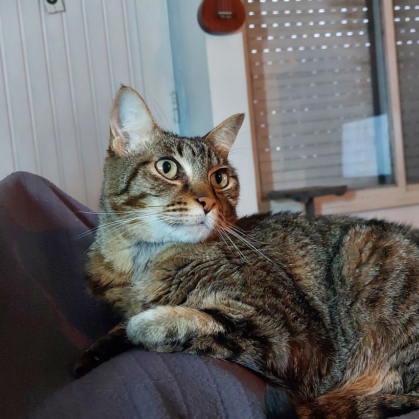 Mi proyecto del curso: Retratos bordados de mascotas: pinta con hilo 7