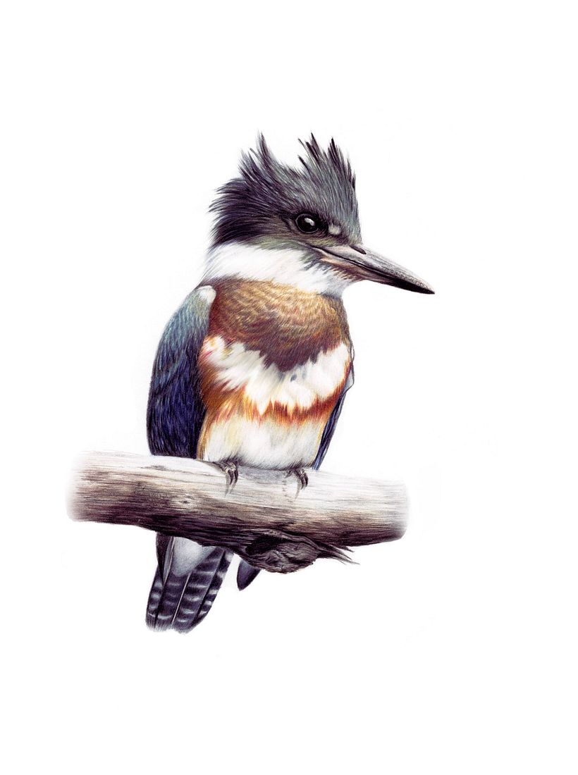 Belted Kingfisher 3