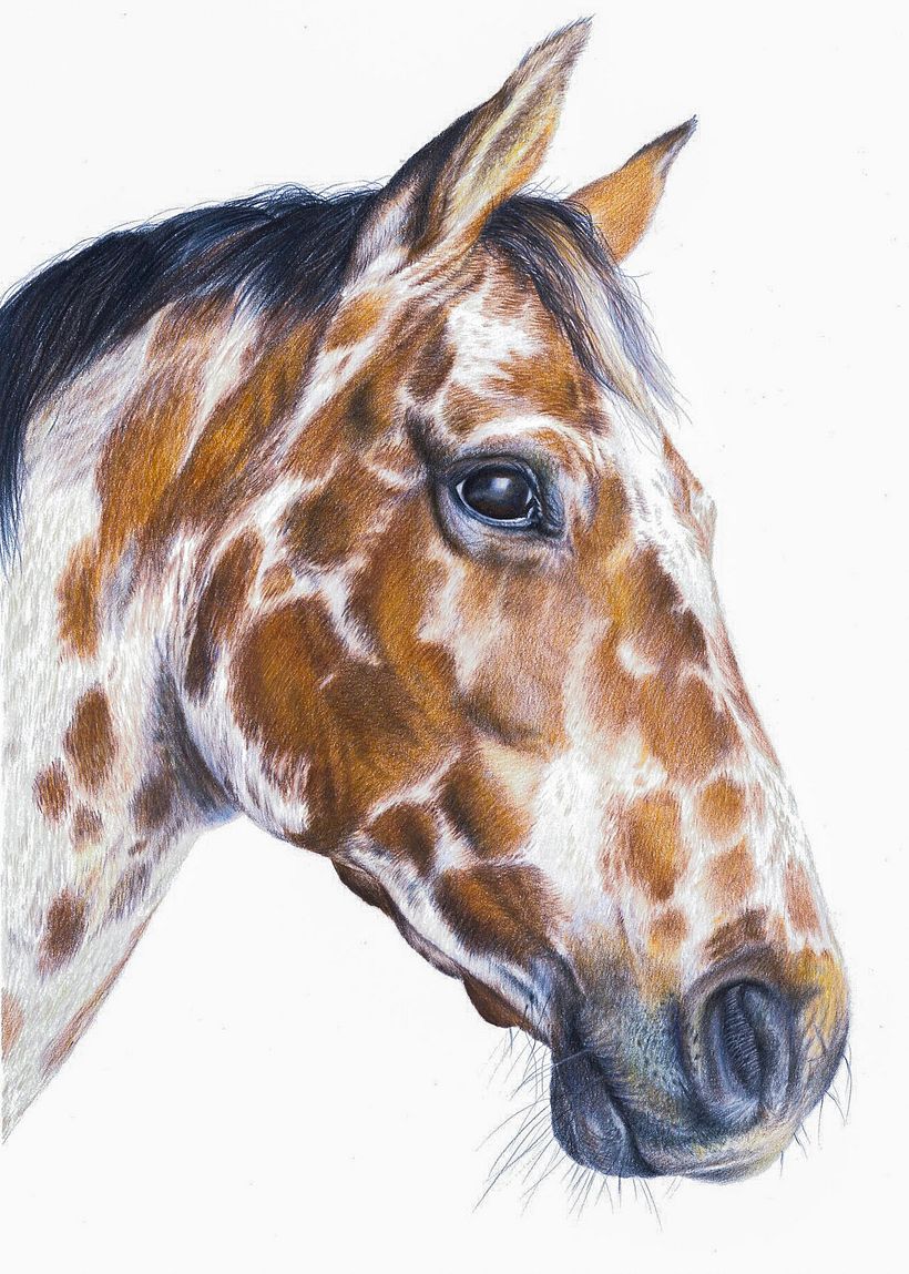 Appaloosa Horse 1