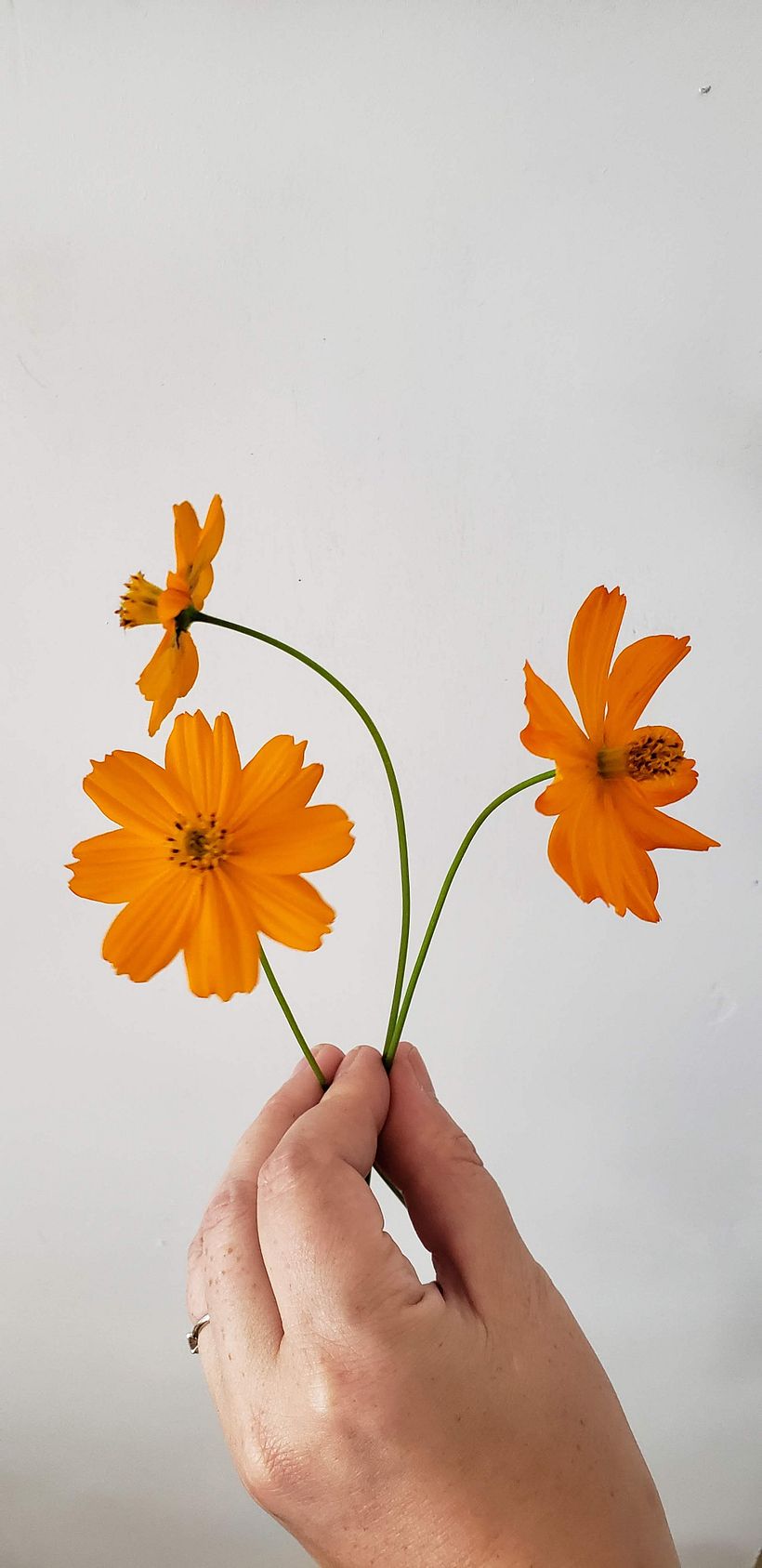 The World of Botanical Dyeing - Tejido