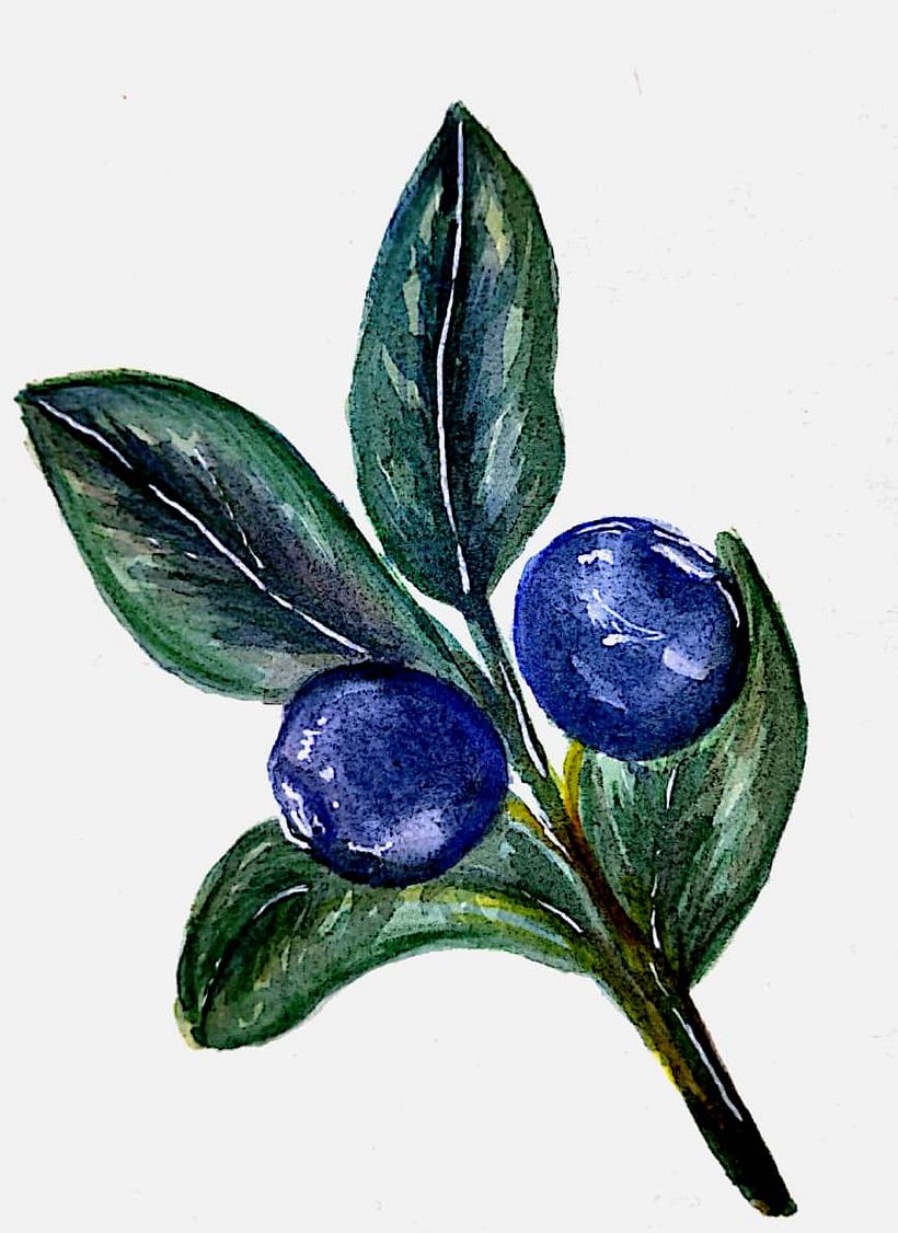 My project for course: Botanical Illustration with Watercolors 1