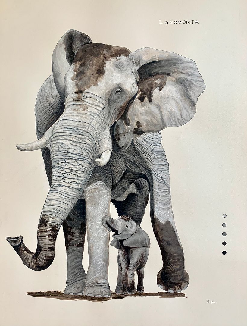 African Elephant Field Journal 1