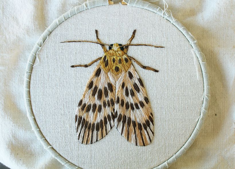 Polilla 1
