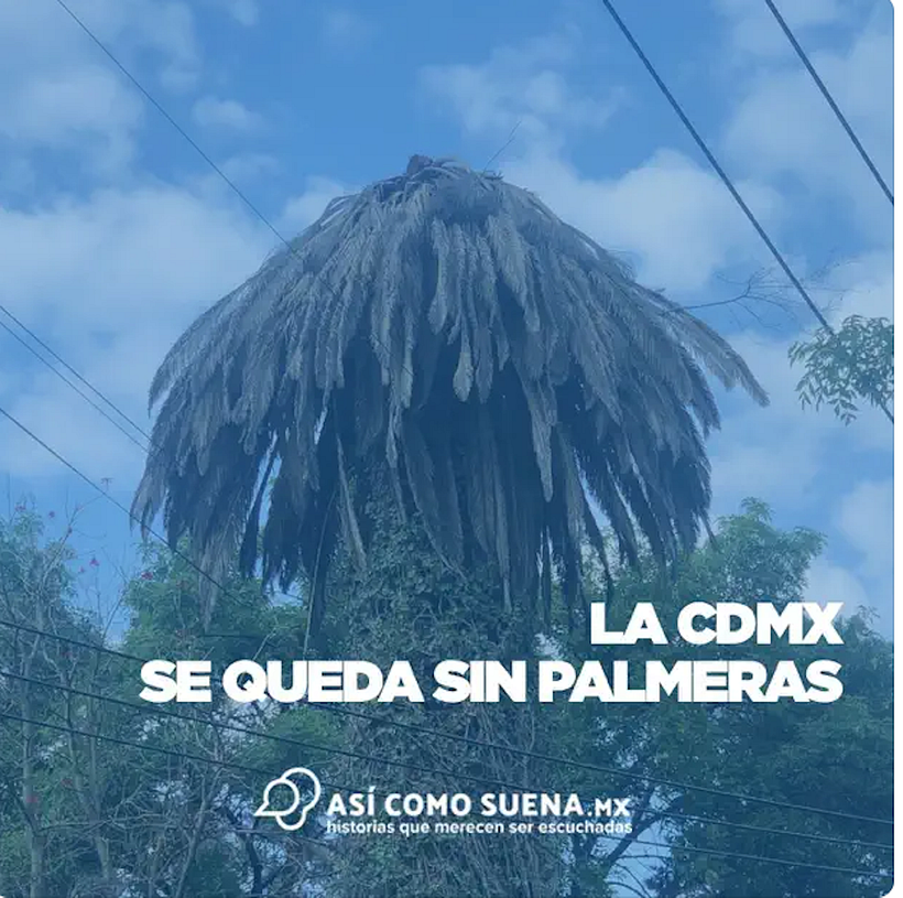 Una de las miles de palmeras muertas en la Ciudad de México en 2022.