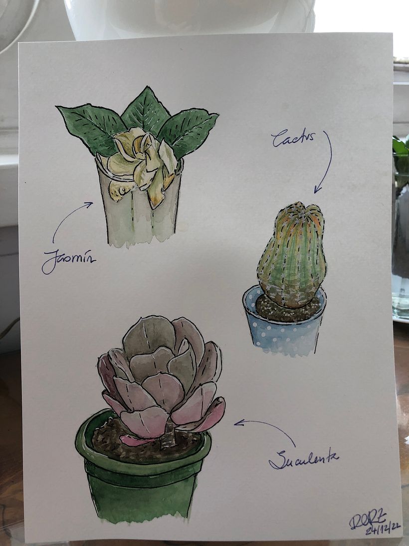 Mi proyecto del curso: Sketchbook botánico: una aproximación meditativa 4
