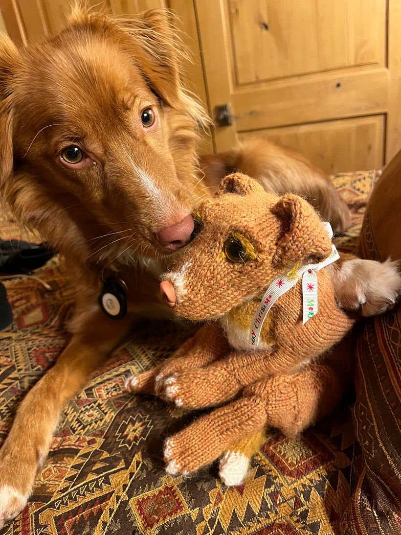 Islay loves her Christmas present _ every little girl wants a doll just like them! (Nova Scotia Duck Tolling Retriever)
