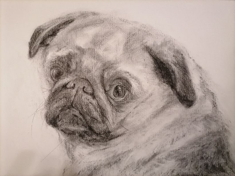 My project for course: Animal Illustration with Charcoal and Ink 16