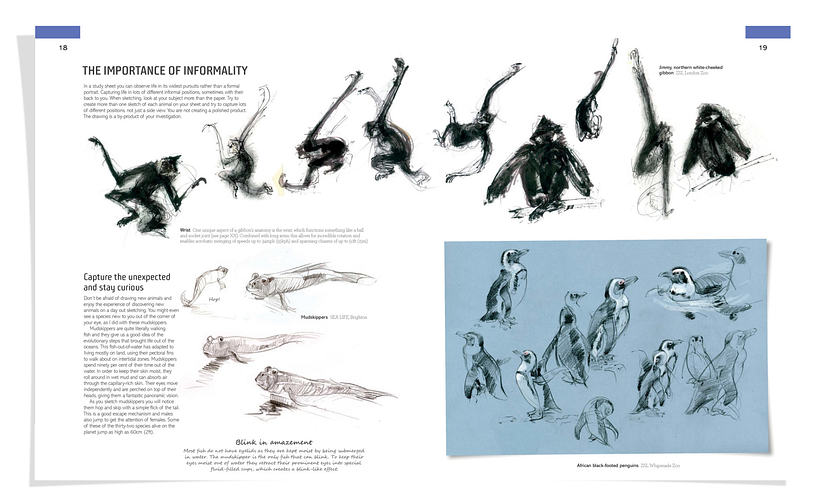 The Field Guide to Drawing & Sketching Animals 19