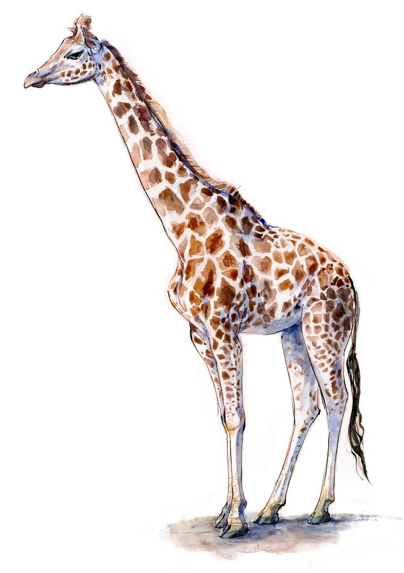 The Field Guide to Drawing & Sketching Animals 30