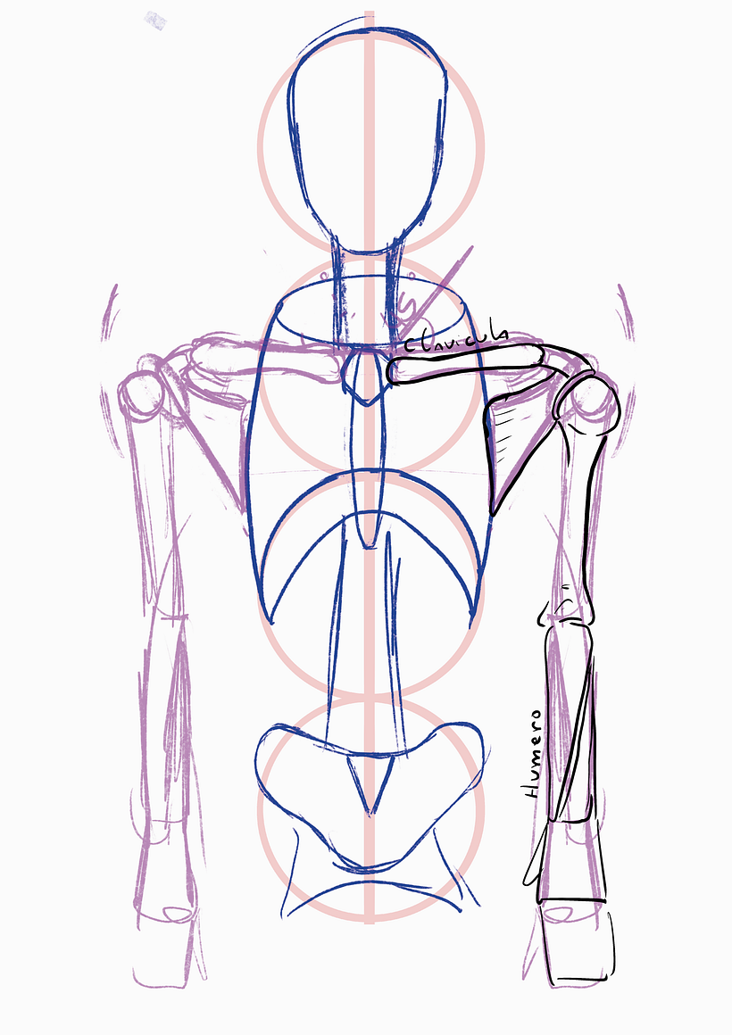 Mi proyecto del curso: Dibujo anatómico para principiantes 7