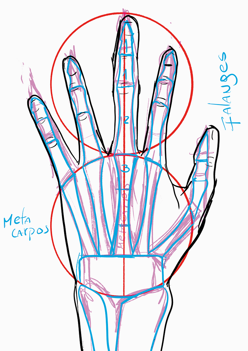 Mi proyecto del curso: Dibujo anatómico para principiantes 9