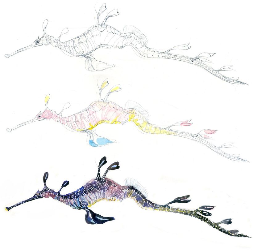 The Field Guide to Drawing & Sketching Animals 31